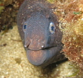   eel  